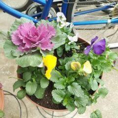 (格安)季節の花鉢植え