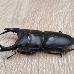 ホペイオオクワガタ オス単