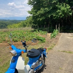 リトルカブ　　の画像