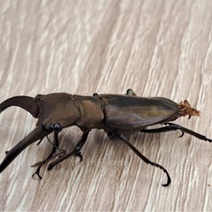 スペキオスホソアシクワガタ オス単 B品