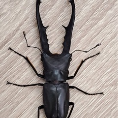メタリフェルホソアシクワガタ ブラック オス単