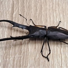 メタリフェルホソアシクワガタ ブラック オス単の画像