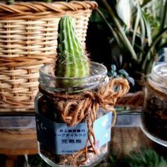 【多肉植物】ガラス瓶に植わったエキノプシス属『短毛丸』(TYPE-A)