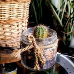 【多肉植物】ガラス瓶に植わったエキノプシス属『短毛丸』(TYPE-B)