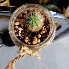 【多肉植物】ガラス瓶に植わったエキノプシス属『短毛丸』(TYPE-B)の画像