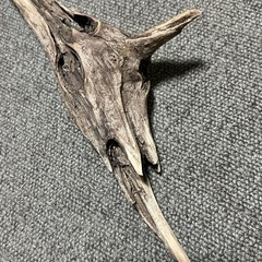 天然採取物 流木 お手ごろサイズ 水槽にどうぞ①の画像
