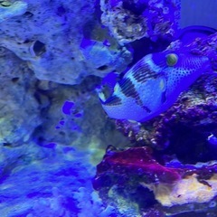 シマキンチャクフグ