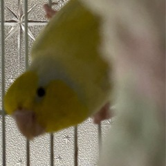 綺麗なアメリカンイエローのマメルリハ、5000円でお譲りします。