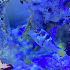 シマキンチャクフグの画像