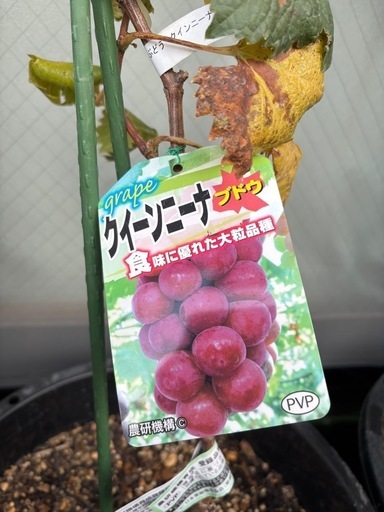 ぶどう苗木（クイーンニーナ）