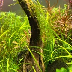 天然採取物 流木 お手ごろサイズ 水槽にどうぞ①の画像