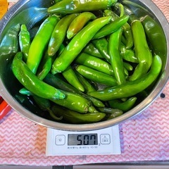 青唐辛子　500g