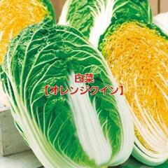 【売り切れ㊗️】みやざき様【予約品】幻の白菜‼️中心がオレンジの...