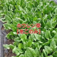 【売り切れ㊗️】みやざき様【予約品】お買い得品‼️⑪ホウレン草【...
