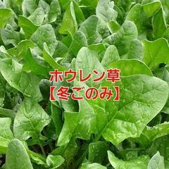 【売り切れ㊗️】みやざき様【予約品】お買い得品‼️⑪ホウレン草【冬ごのみ】1袋200g強入り✕2袋(※規格品・規格外混合)‼️1袋✕200円✕2袋＝400円‼️相場道の駅1袋300円～＋税‼新鮮採れたて‼の画像