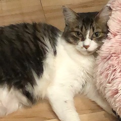 りんちゃん（キジ白長毛）🐈‍⬛です − 鹿児島県