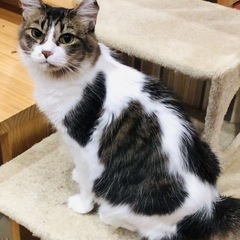 りんちゃん（キジ白長毛）🐈‍⬛です - 猫