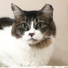 りんちゃん（キジ白長毛）🐈‍⬛です - 姶良市