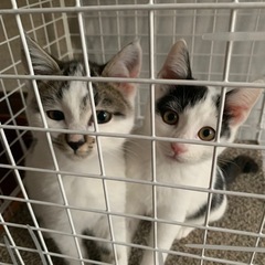 母猫を亡くした兄弟子猫(お話中・トライアル予定) - 里親募集