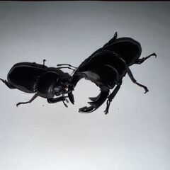 ②国産オオクワガタ(2〜3令) 3匹 　　