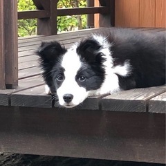 ボーダーコリー　メス　5才 - 犬