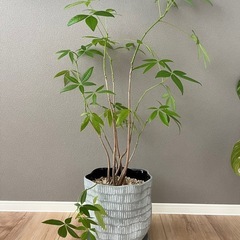 【取引中】観葉植物パキラ