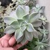 ランキングキーワードに紐づく投稿画像-多肉植物