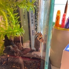熱帯魚