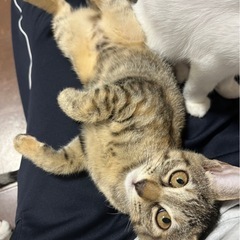 3ヶ月の子猫 里親募集してます！！ - 里親募集
