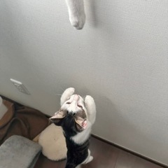 3ヶ月の子猫 里親募集してます！！ - 猫