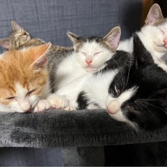 3ヶ月の子猫 里親募集してます！！