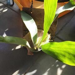 ビカクシダ　ネザーランド　観葉植物