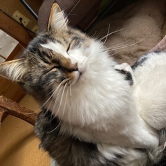 超長毛！ ♀猫 - 飯田市