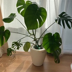 観葉植物　モンステラ