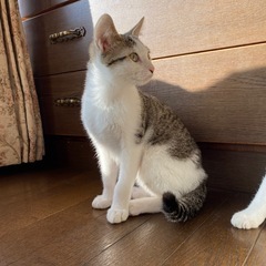 キジシロの男の子