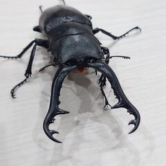 ②ギラファノコギリクワガタ　♂単品