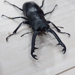 ③ギラファノコギリクワガタ　♂単品