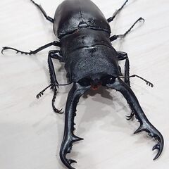 ④ギラファノコギリクワガタ　♂単品