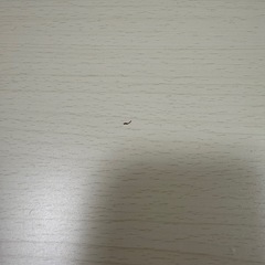 ニトリこたつ・こたつ布団 の画像