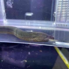 タウナギ