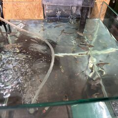 グッピー あげます  水槽  熱帯魚  Part 2