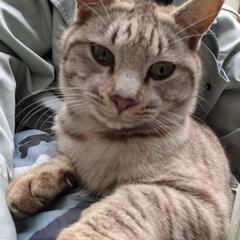 キジ グレートラ オス♂ 2〜3才くらい
