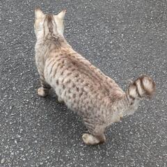キジ グレートラ オス♂ 2〜3才くらい - 猫