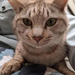 キジ グレートラ オス♂ 2〜3才くらい - 延岡市