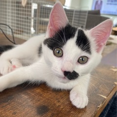 相談中につき一時停止⭐︎子猫⭐︎3か月くらいの女の子