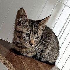 生後二ヶ月 ❥ ❥ 穏やかキジ太 - 猫