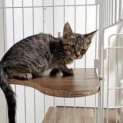 生後二ヶ月 ❥ ❥ 穏やかキジ太 − 奈良県