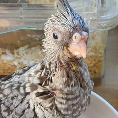 オカメインコ再投稿　クリスマス価格です。