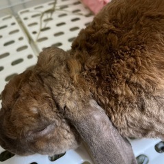 ベルべッティンロップイヤー♂ − 神奈川県