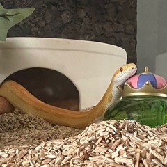 爬虫類を飼育してる、もしくは爬虫類が好きな友達がほしいです